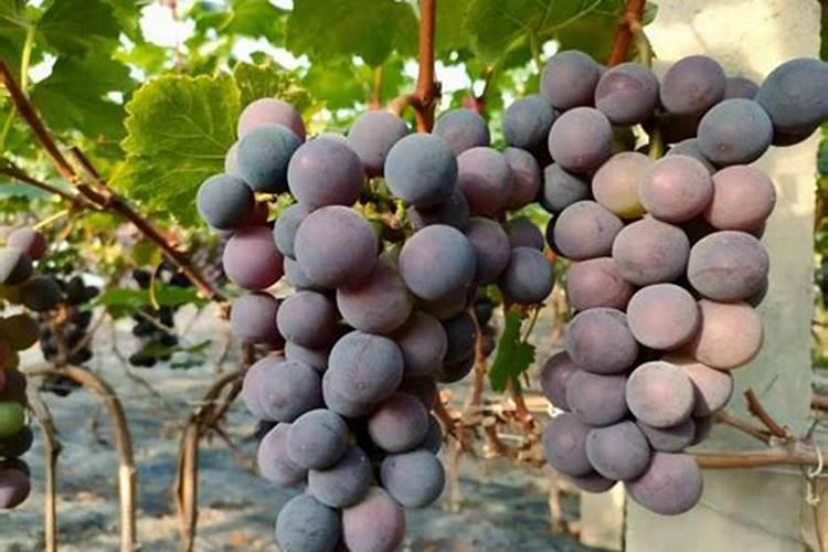 想问下磷酸二氢钾是酸性肥料还是碱性肥料呢