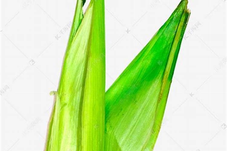 玉米用什么叶面肥效果好？有推荐的吗？