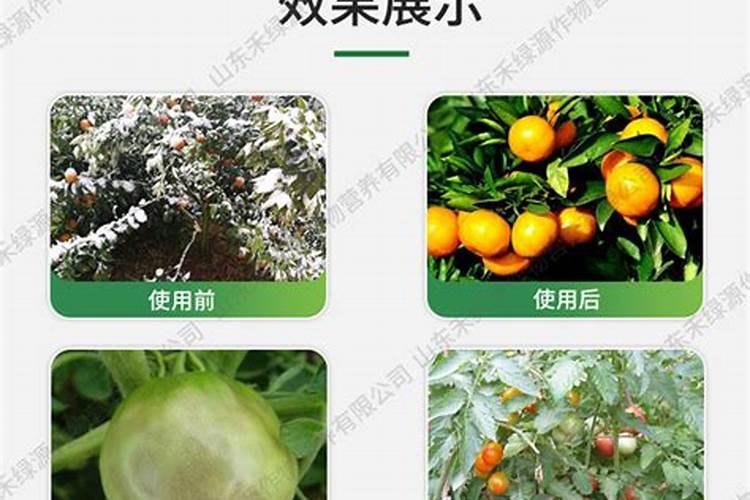 果树促花用什么叶面肥好？