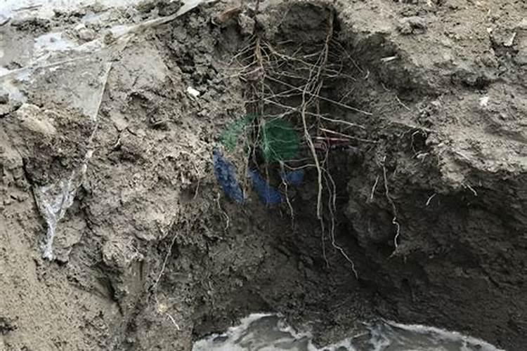 水溶肥应该怎样用才有效果？