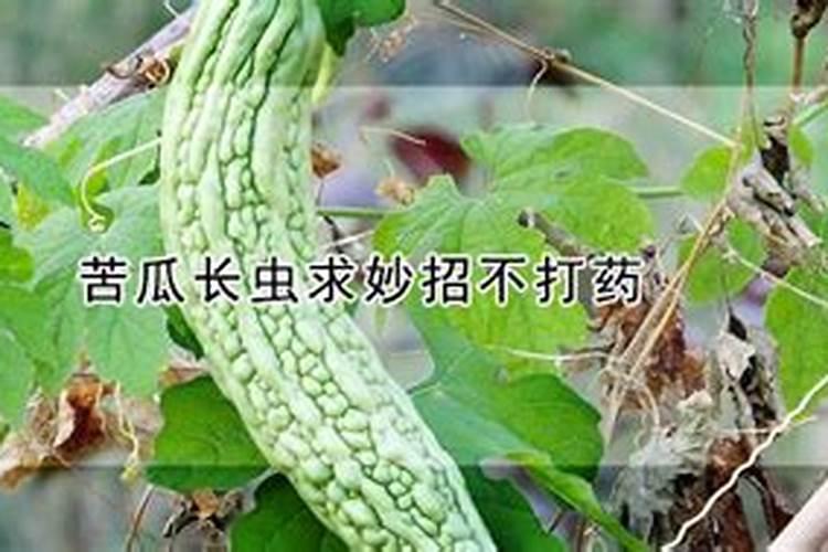 种苦瓜施什么肥高产