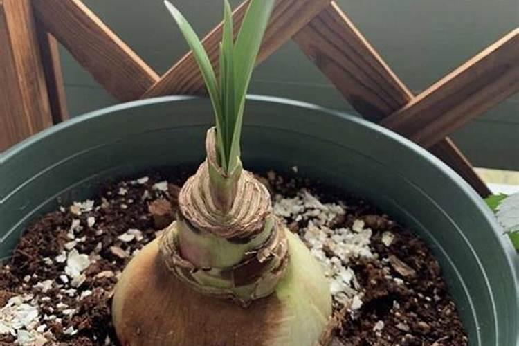 杜鹃花在北方冬天怎么养