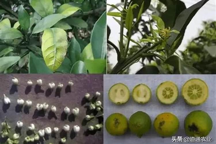 硼肥的正确使用方法