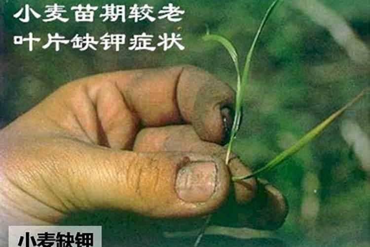 水稻价格多少钱一斤