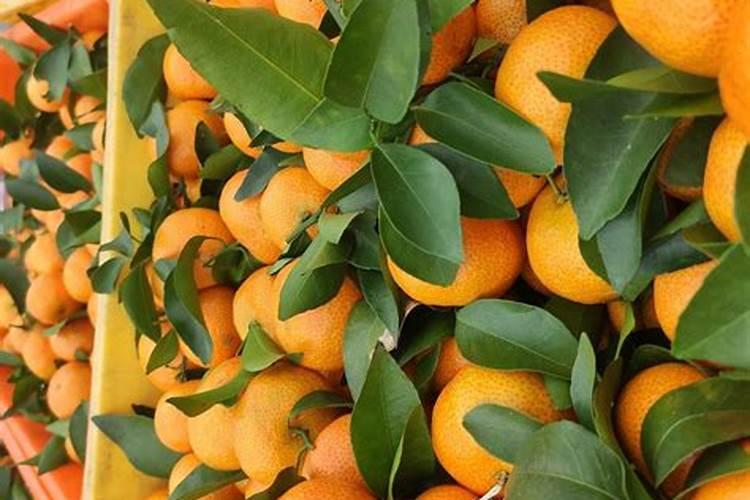 果树安全施肥有哪些措施？