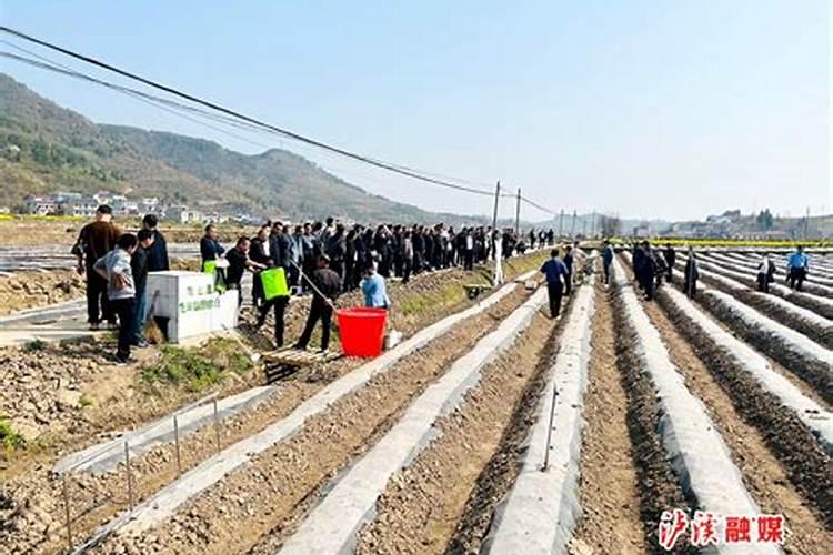 硫酸钾能在烟草叶面喷施吗