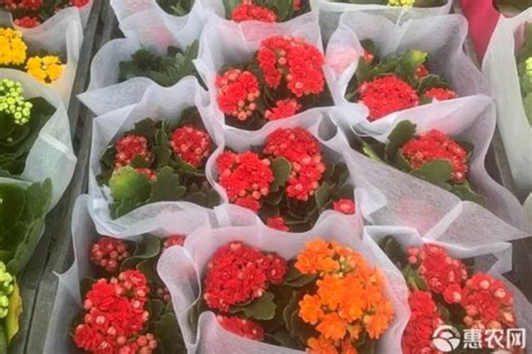 豆浆发酵几天可以浇花 豆浆发酵可以浇什么花