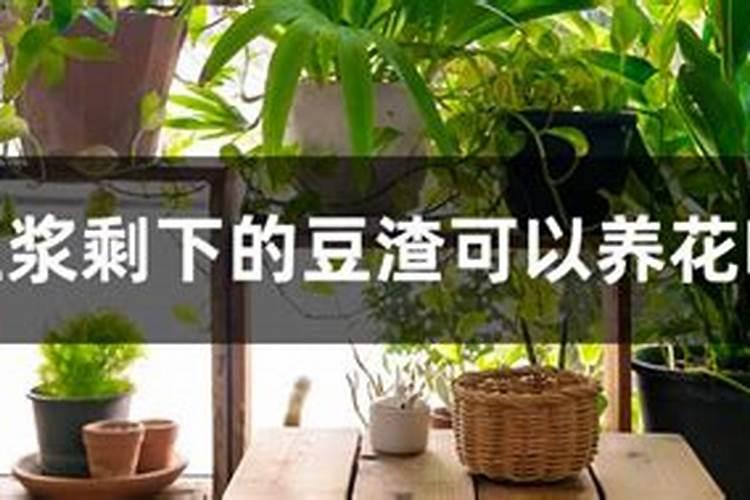 发酵豆浆能做花肥吗