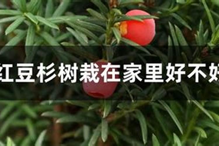 红豆杉怎样养才能养得好