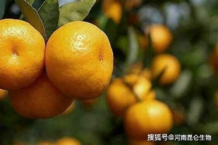 柑橘苗叶面肥施药方法