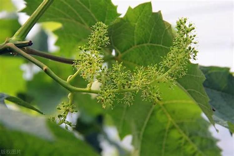 葡萄树开花前施什么肥料