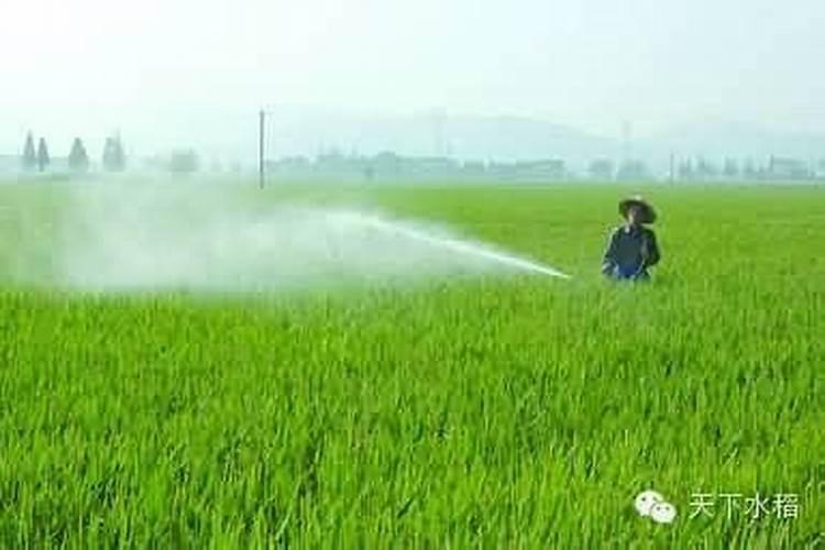 给花卉喷施叶面肥应该注意些什么