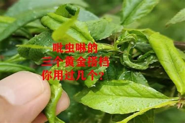 蒜蓉啤酒炒花甲有什么家常做法？