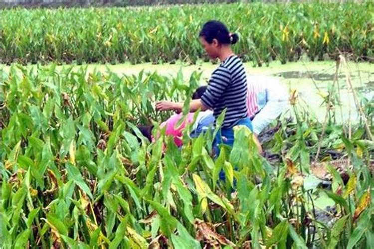 柠檬树冬天施肥吗