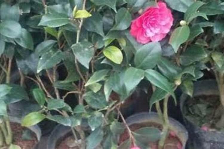 茶花施什么肥最好,什么时候施肥