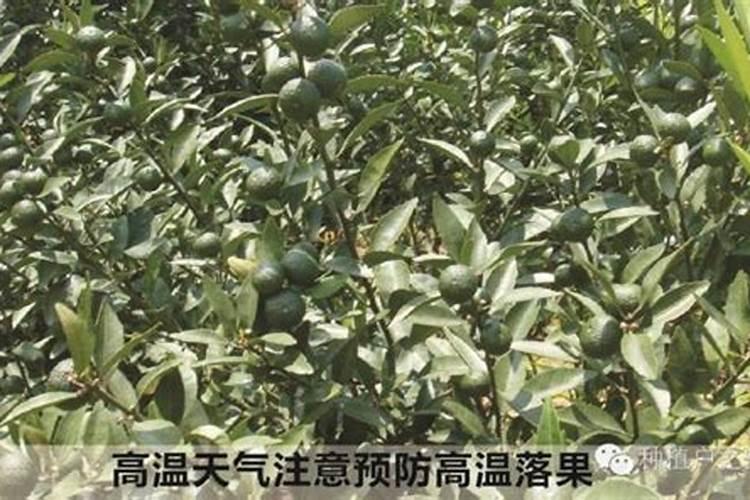 嘉宝果庭院种植要点 嘉宝果怎么施肥