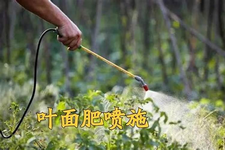 草木灰可以当钾肥该怎么使用？