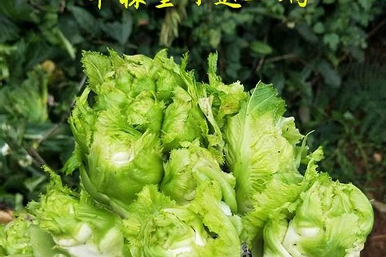 种甜瓜施什么肥