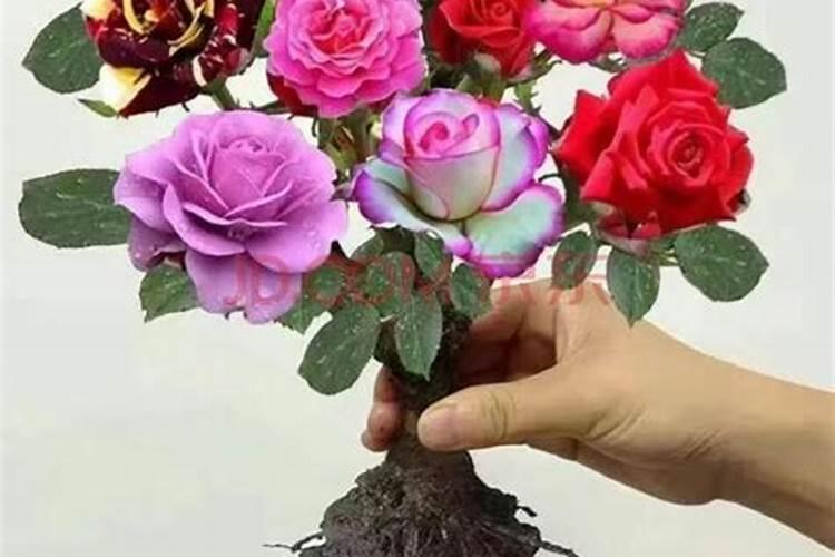 玫瑰怎么施肥,不同生长时期合理施肥花开满盆
