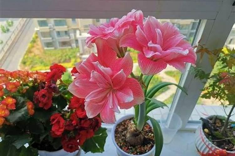 西红柿如何施肥,追施肥料要注意哪些问题？