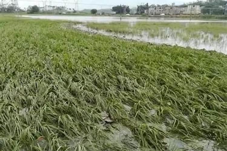 大棚地里长青苔怎么回事？