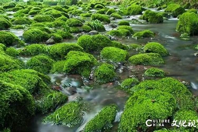 龙虾池有青苔怎么办