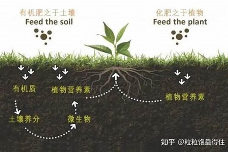 农民为什么重视有机肥施用？微生物如何修复土壤结构？