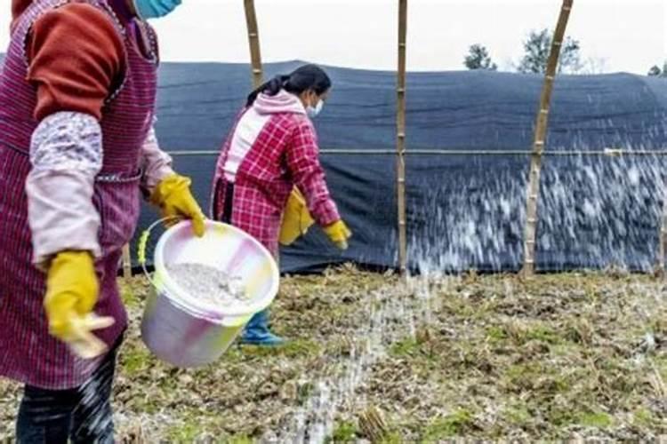 磷肥能燃烧吗,加熟石灰研磨后有什么气味将产生？