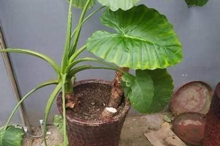 糖化硼肥片真能防虫吗