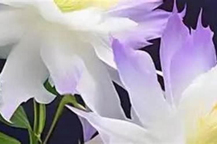昙花怎么养才开花,5个步骤使其快速开花