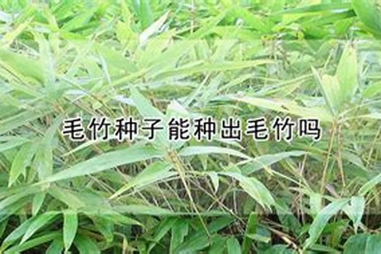 毛竹复合肥最佳比例