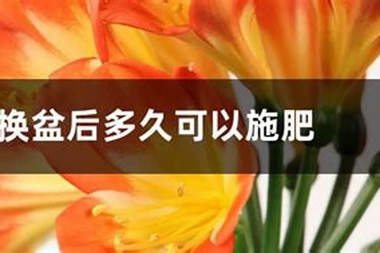 君子兰换盆后多久可以施肥,怎么施肥和施什么肥好
