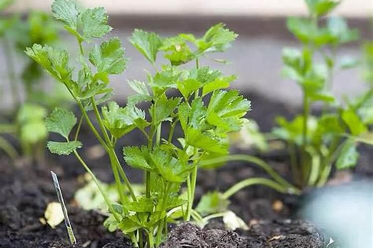 葡萄树一年需施多少氮磷钾肥料