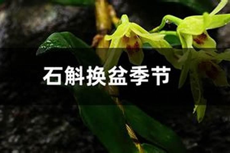 杜鹃花换盆用什么底肥