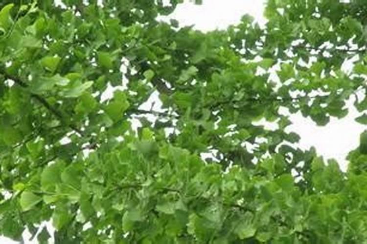 银杏树苗用什么肥料