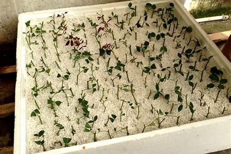 促进植物生根的方法是什么？