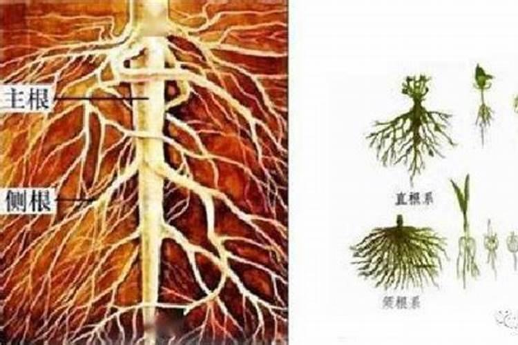 没根的多肉植物如何发根呢？