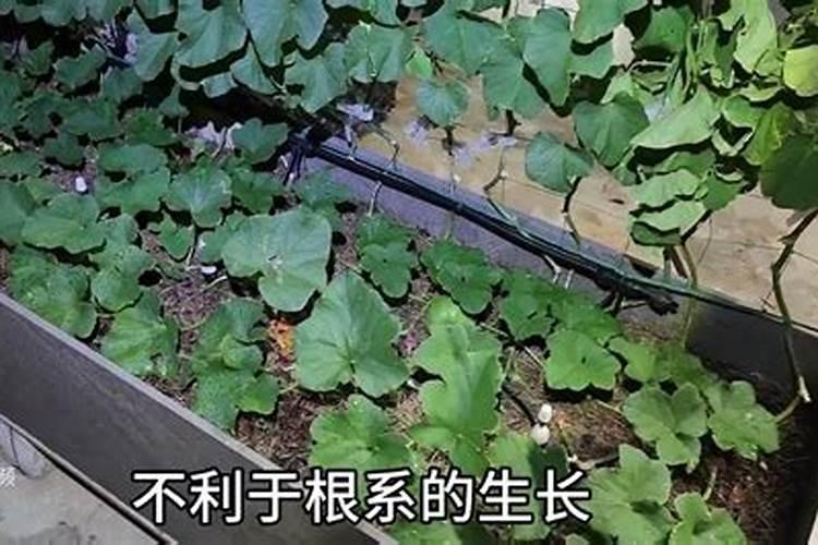 西红柿具体要什么时候冲施高钾水溶肥才合适？