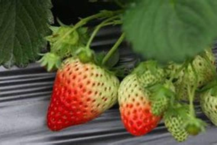 草莓用什么肥料果子又大又甜