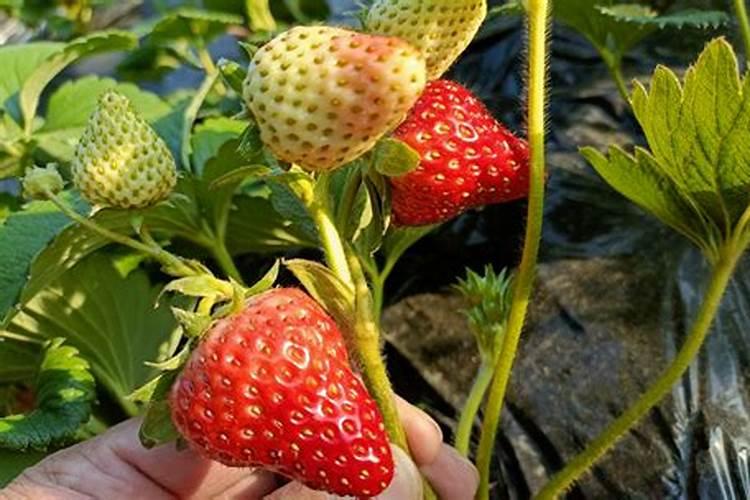 活化磷肥的使用方法 活化磷肥的使用方法是怎样的