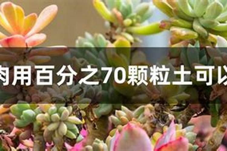 怎么用喷雾给多肉浇水
