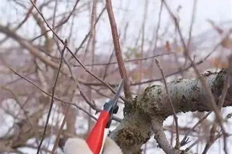 黑松造型初期怎么做