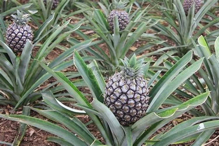 菠萝怎样种植视频高清