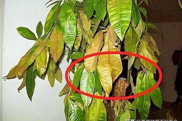 空心菜卷叶用什么药