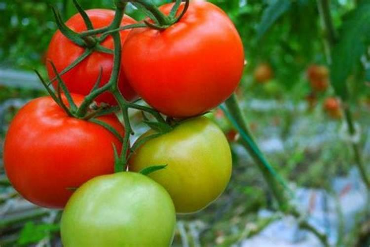 西红柿开花了可以施肥吗 选择什么肥料好