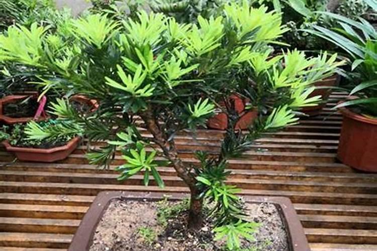 求助各位罗汉松施什么肥好？谁知道？