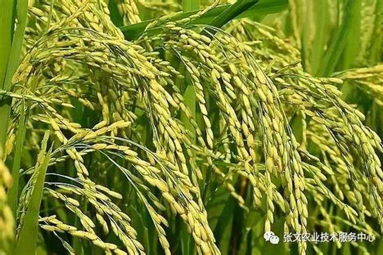 叶面肥喷施次数怎么控制？