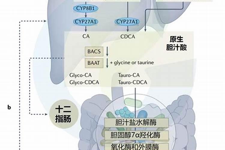 郁金香施肥用哪个肥料