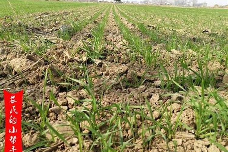 小麦除草剂能和叶面肥混合打吗 什么时候打合适