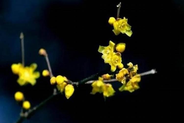 盆栽腊梅花怎么养